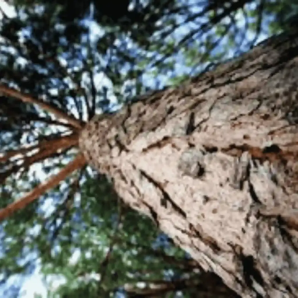 Maritime Pine Bark Extract raw ingredient